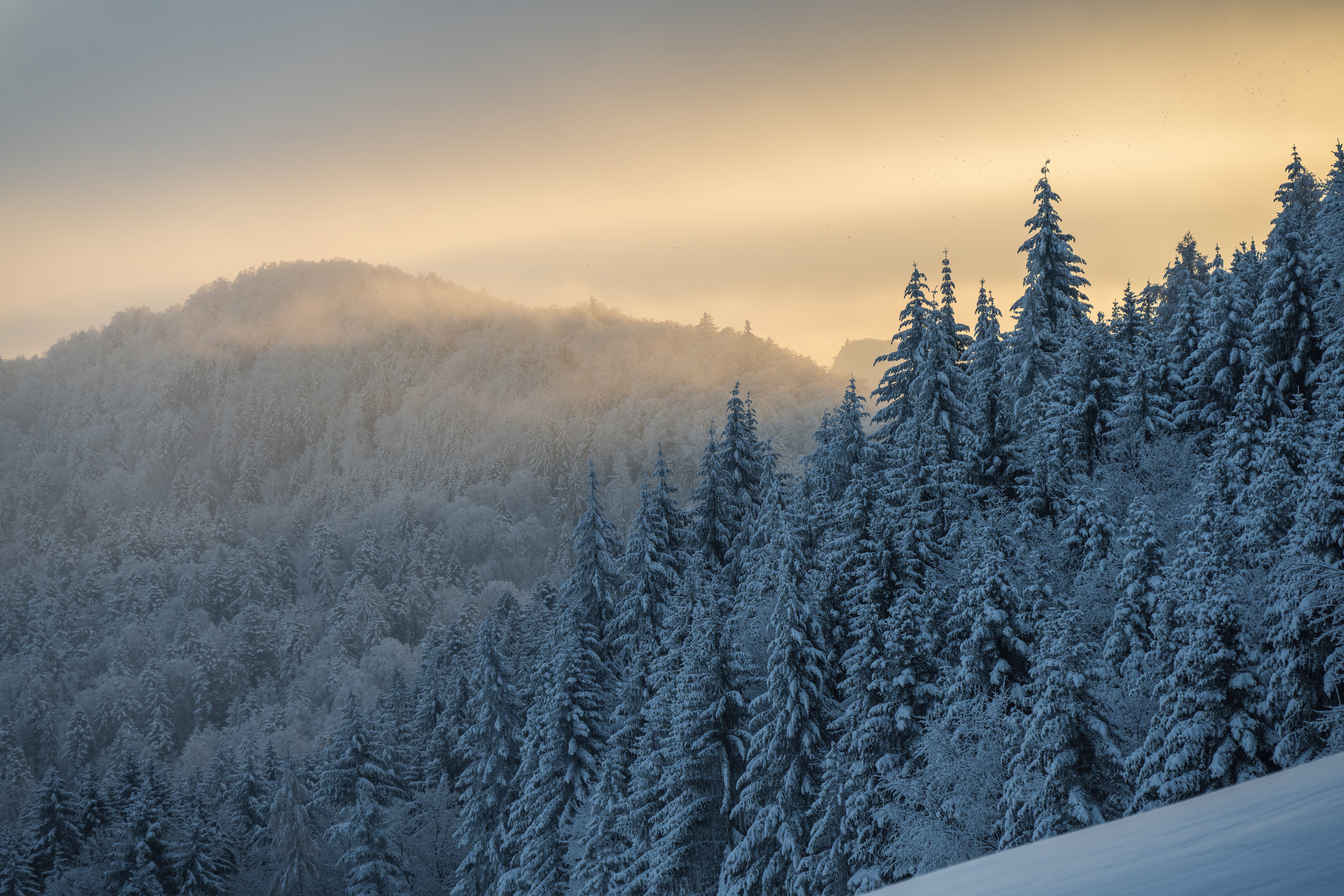 Scenic View of Forest in Winter at Dusk