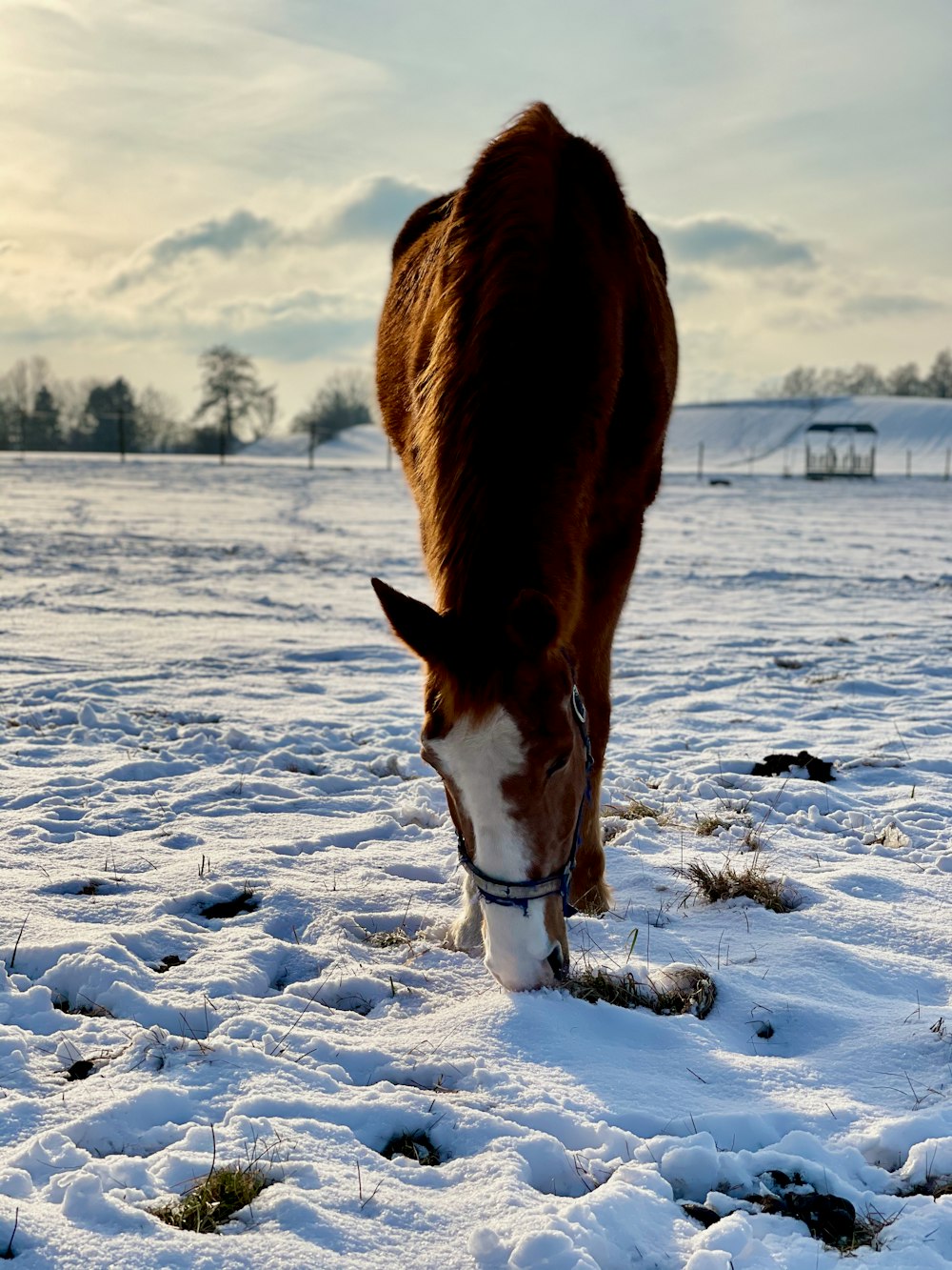Horse Snow Picture. Download Free