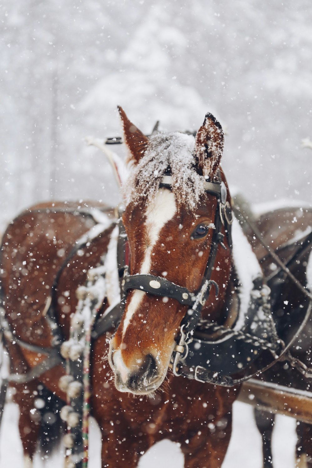 Horse Snow Picture. Download Free