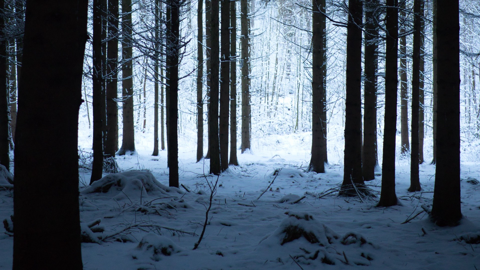 Forest, winter, snow, trees, snowy