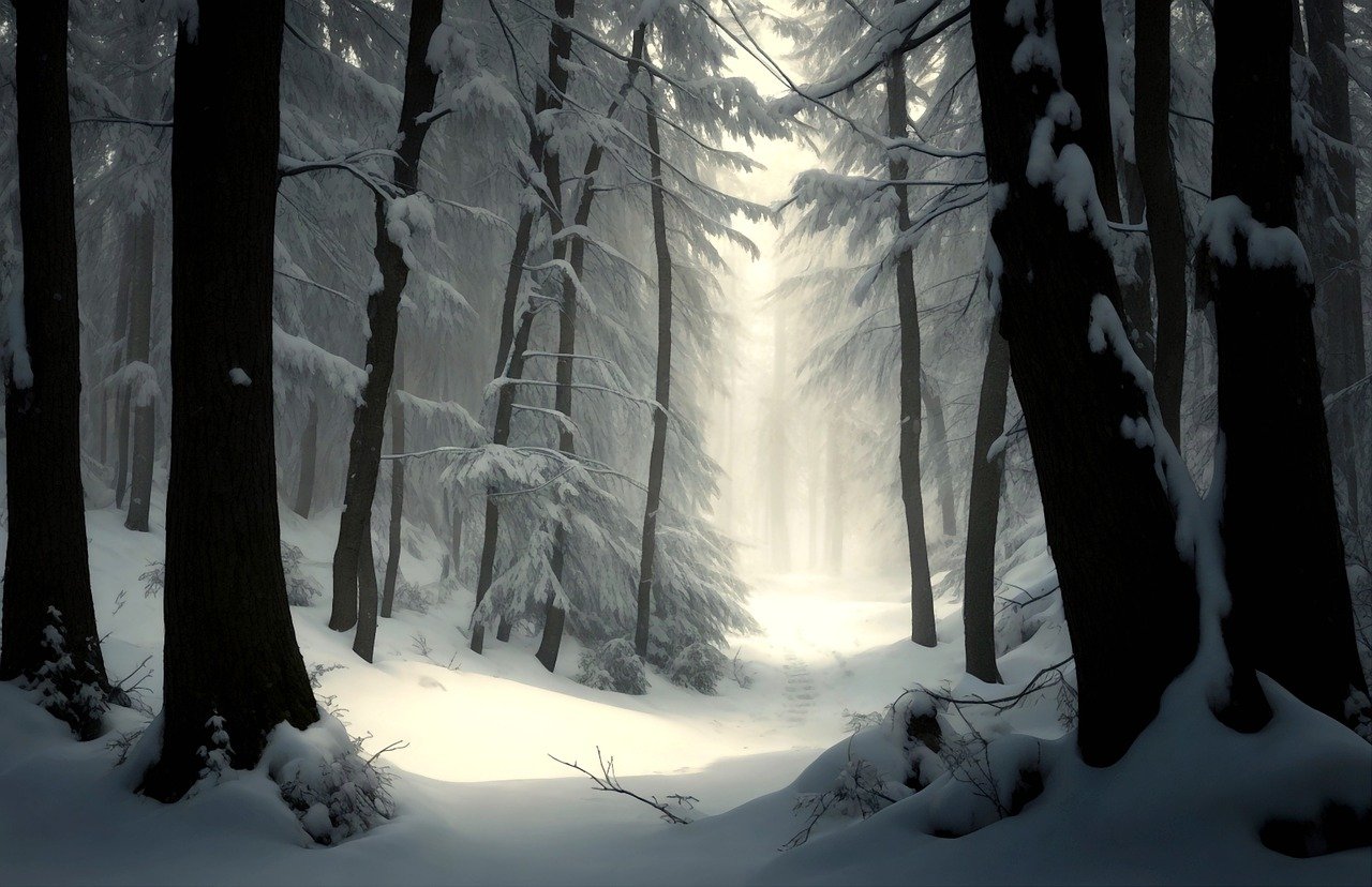 Download Winter Snow Winter Forest