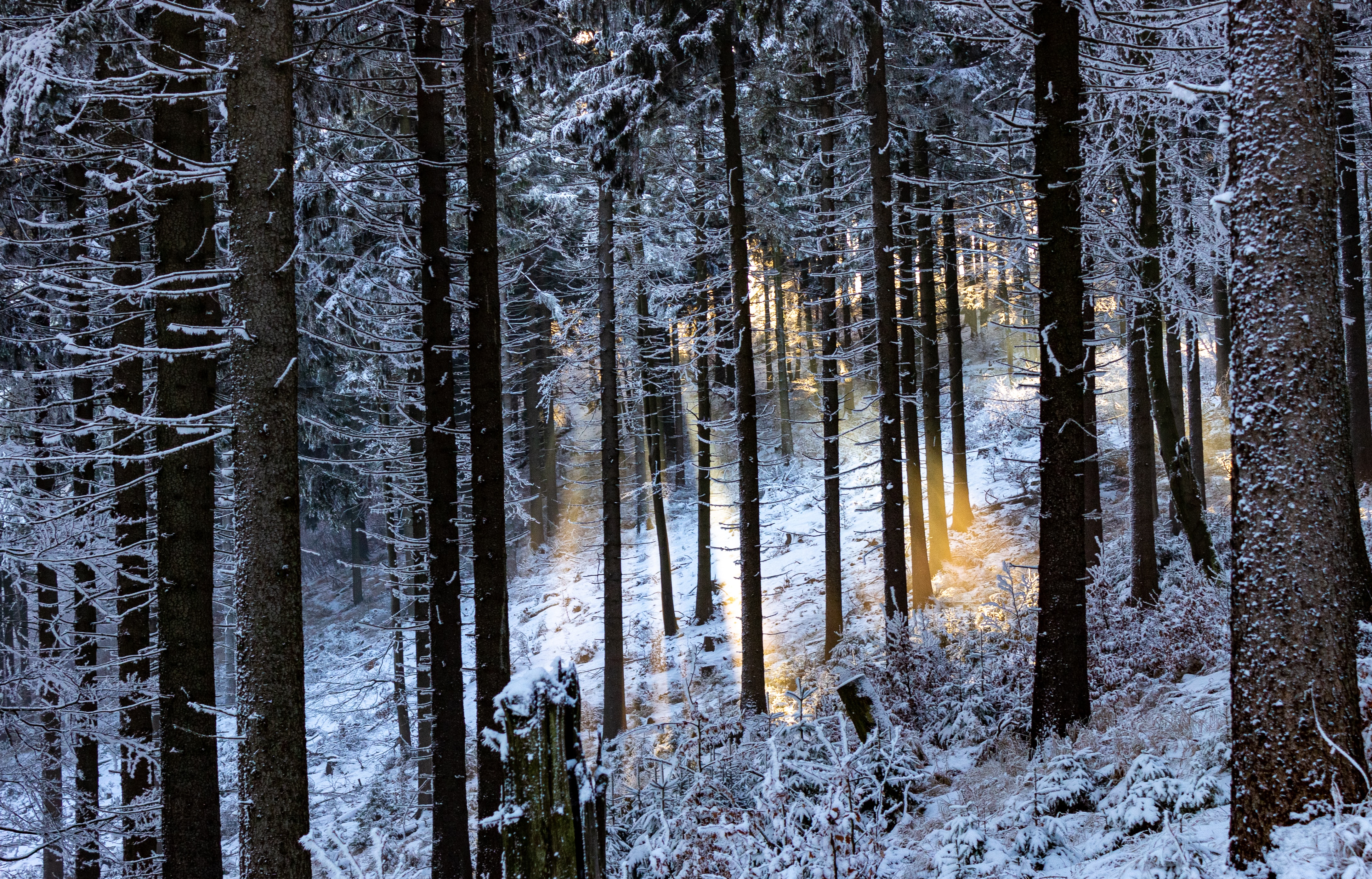 Winter Forest wallpaper for desktop