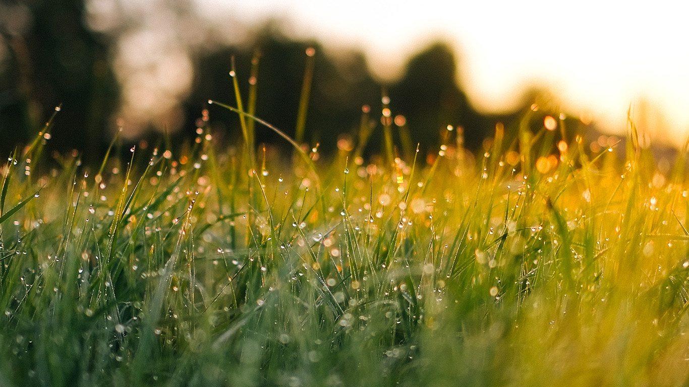 Lawn Green Nature Sunset Light