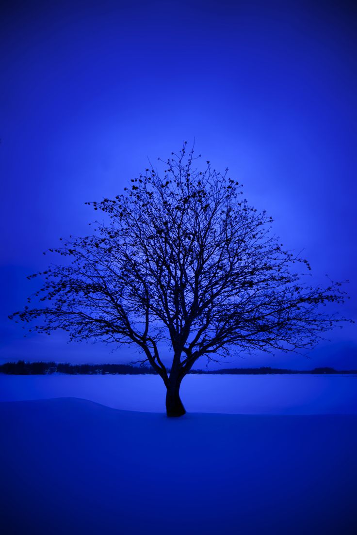 365 Blue Winter. Landschapsfoto's