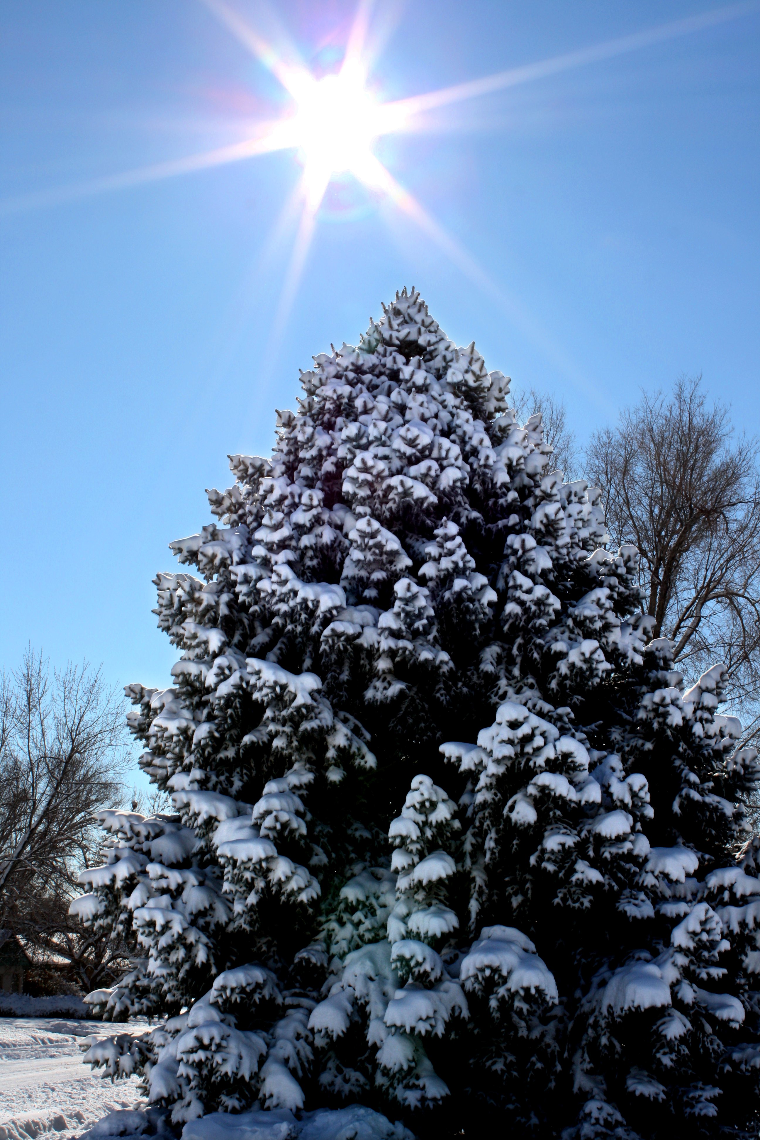 Snow Covered Pine Tree with Winter Sun