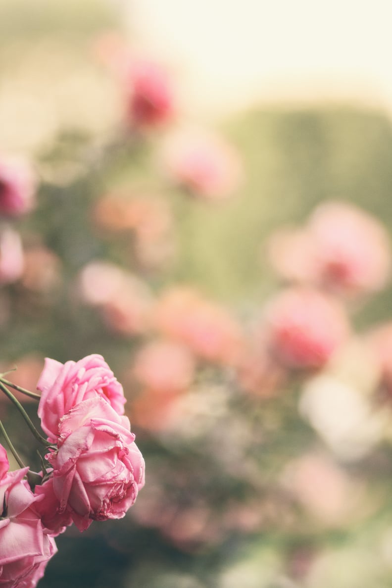Valentine's Day Wallpaper For Your