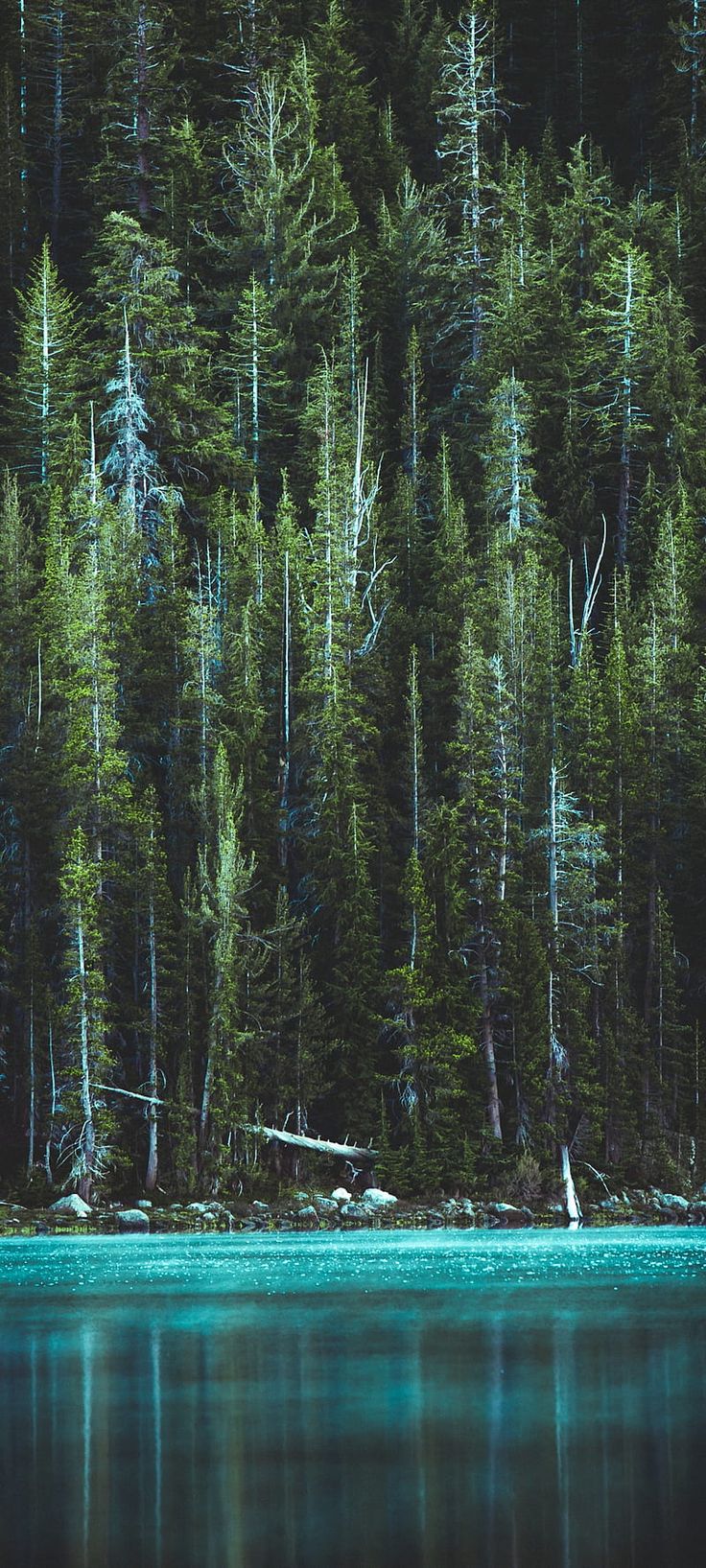 Forest, trees, lake, stones, river