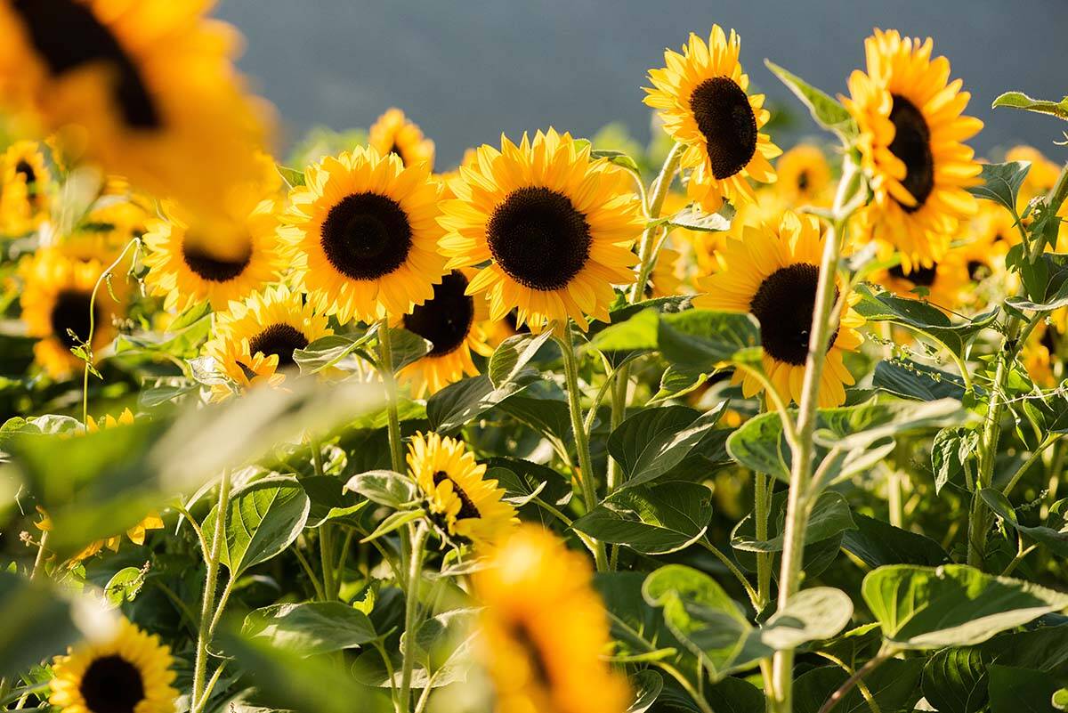 Summer Flower Festival in Abbotsford
