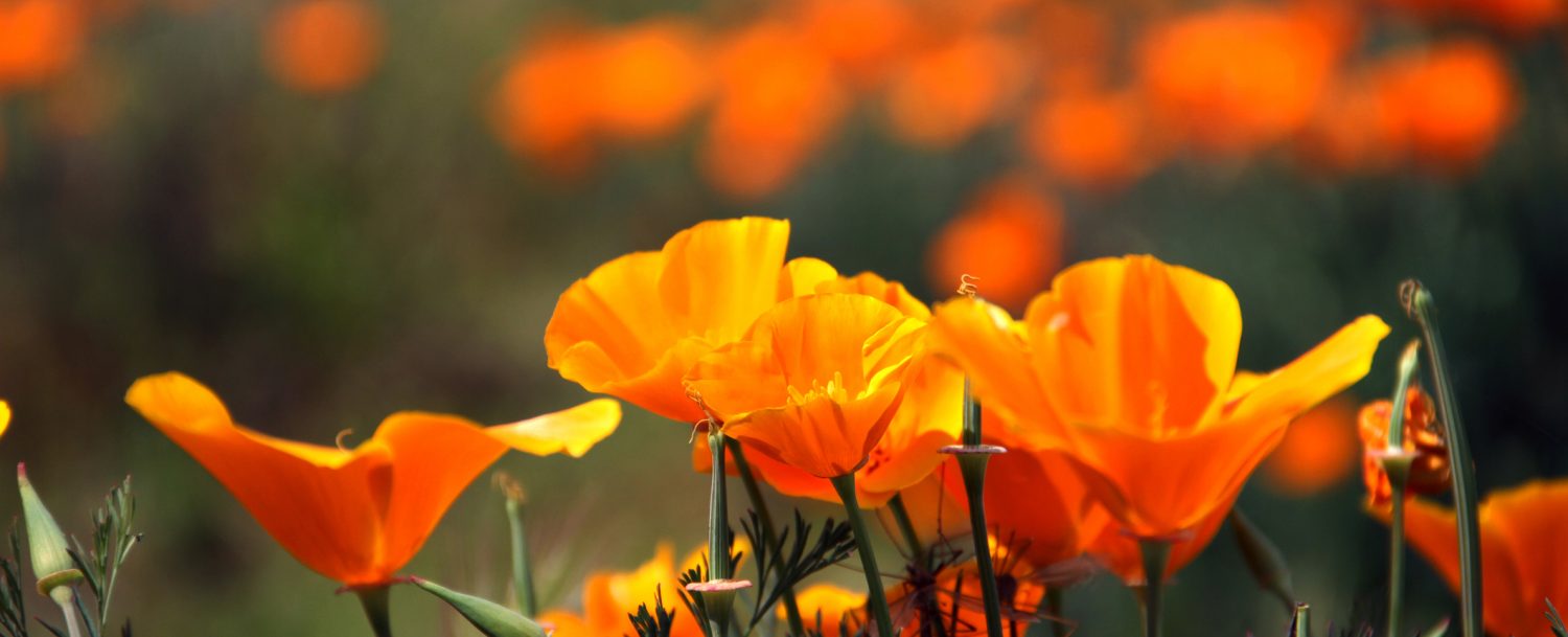the Biltmore Festival of Flowers
