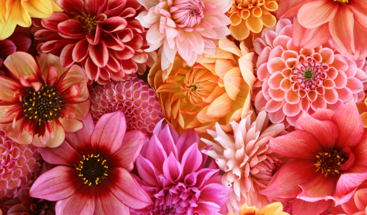 Flower Festival Show In Mayland, Maldon