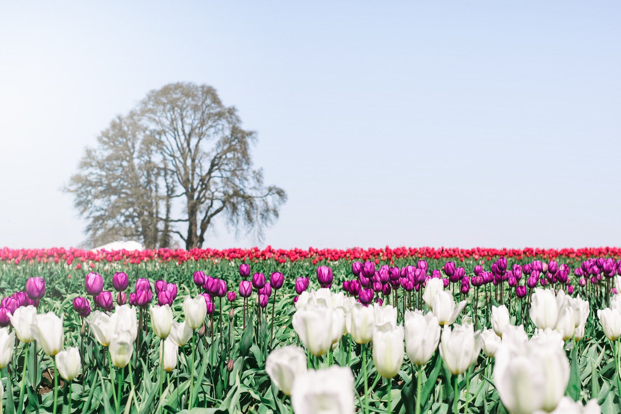 Spring Flowers in Portland, Oregon