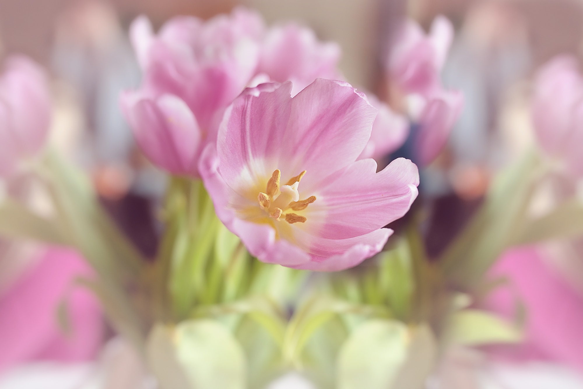 pink, flora, wildflower, flowers