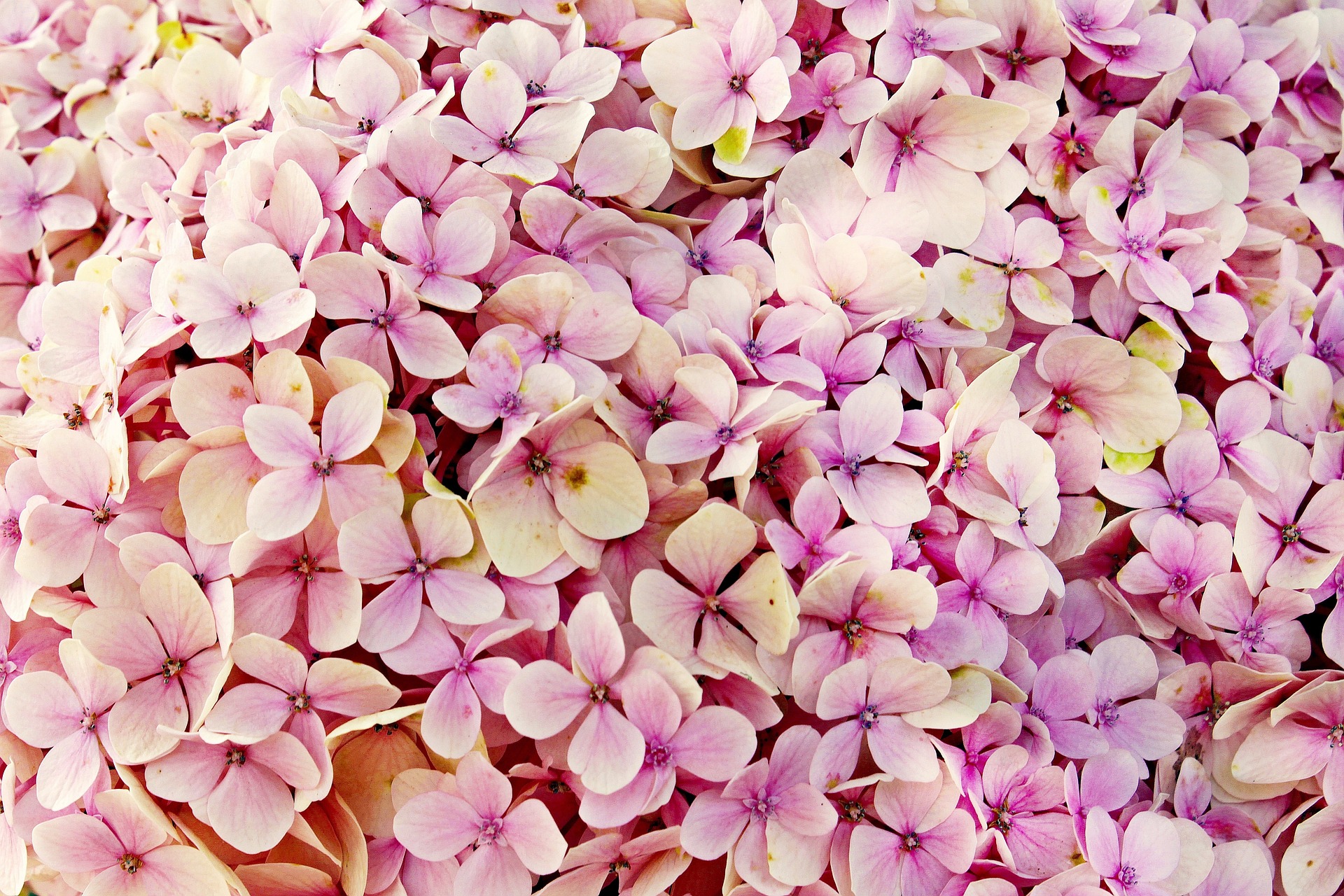 Amsterdam announces Spring Fling Festival