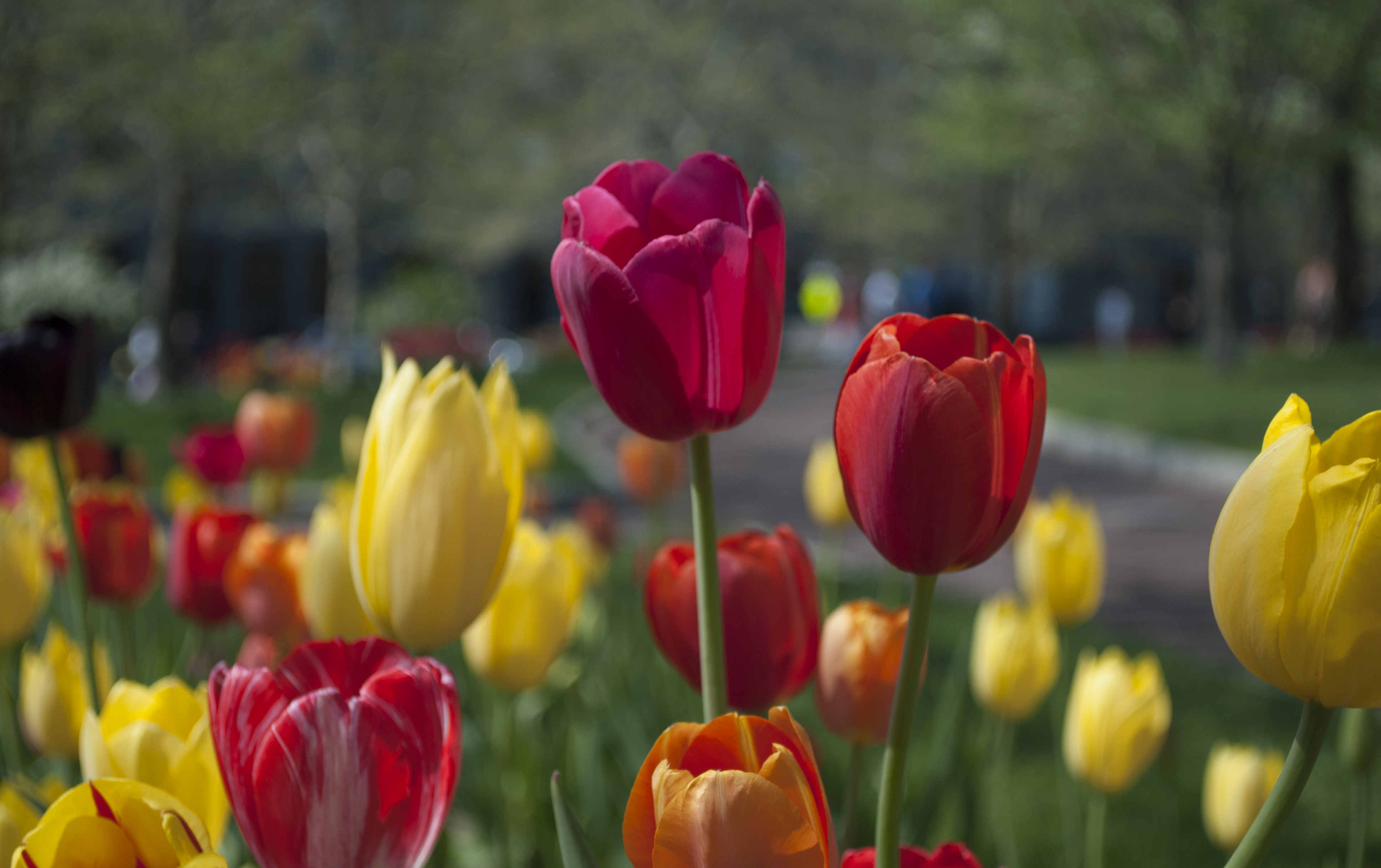 petal, floral, tulip, flora, flowers