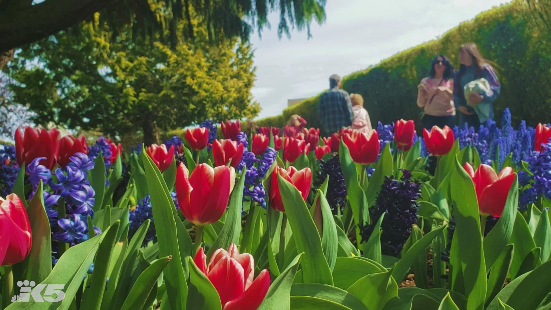 Skagit Valley Tulip Festival