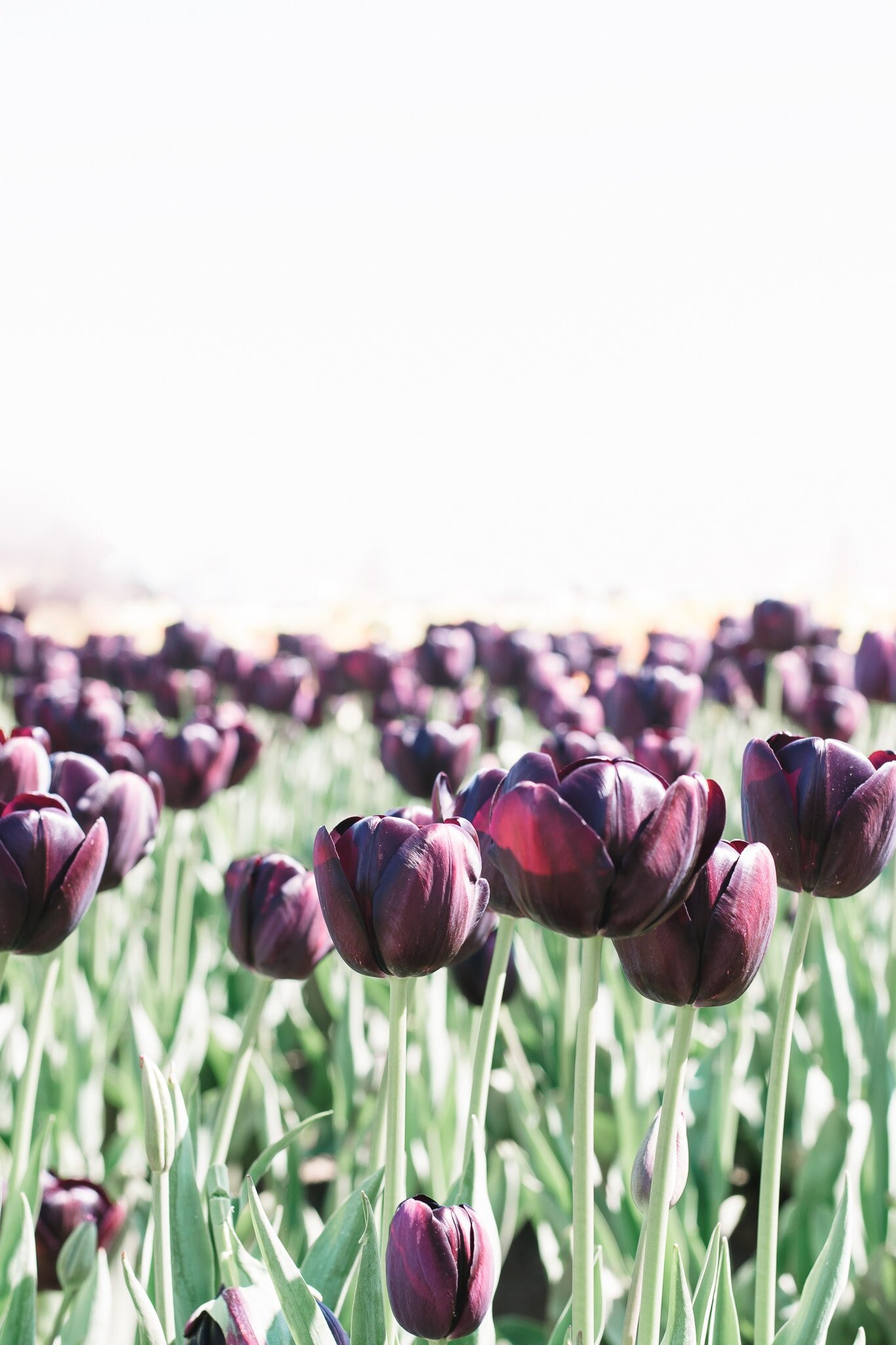 Spring Flowers in Portland, Oregon