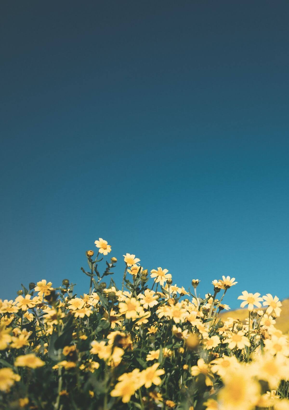 Stunning Flower Festivals Around