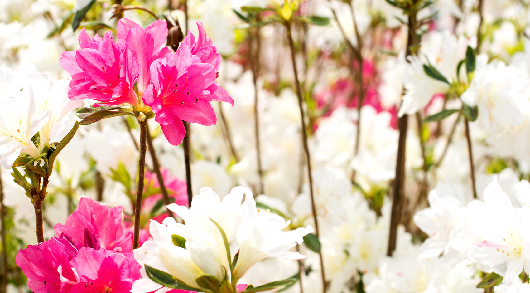 Annual Flowertown Festival