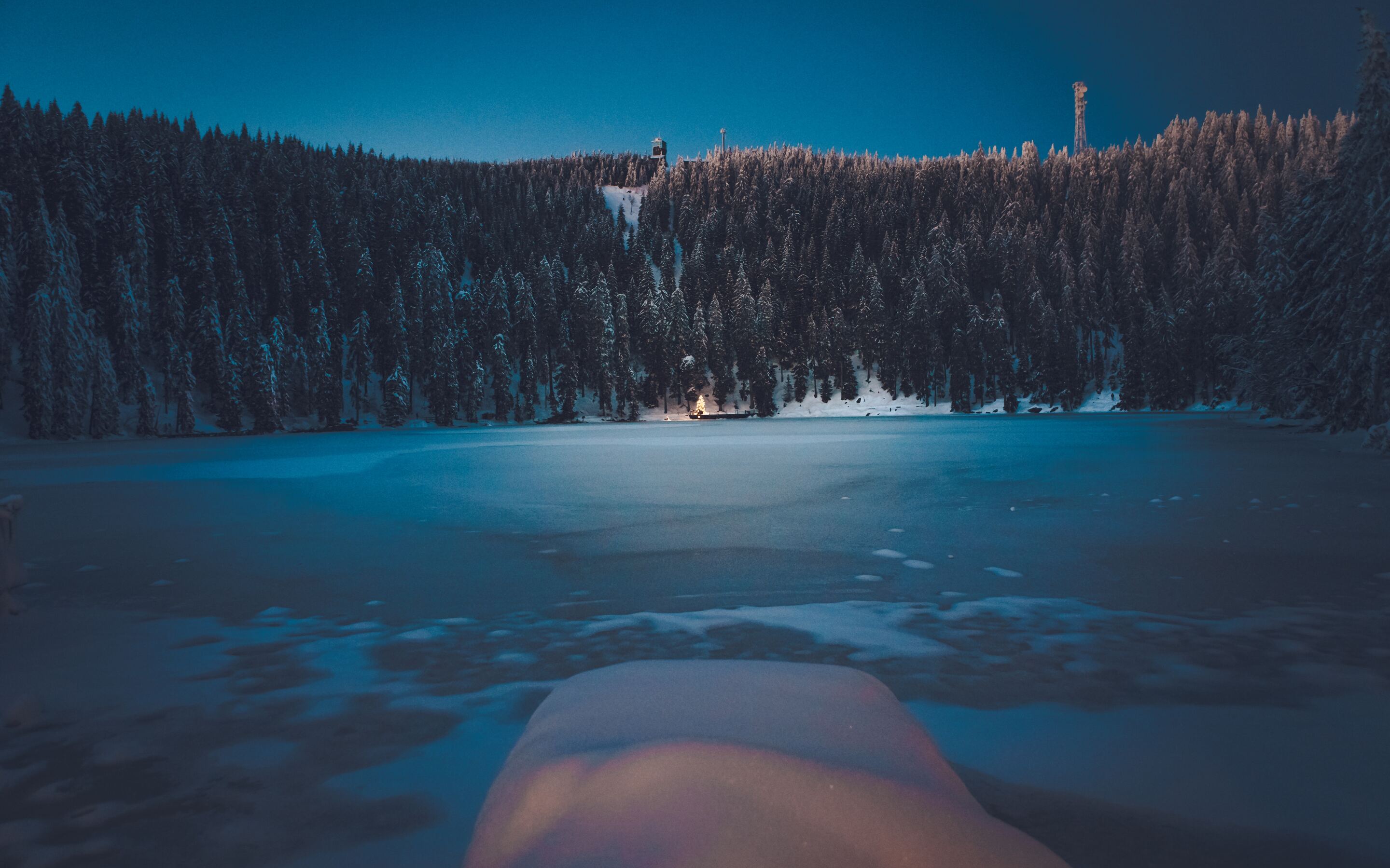 Winter Forest Landscape