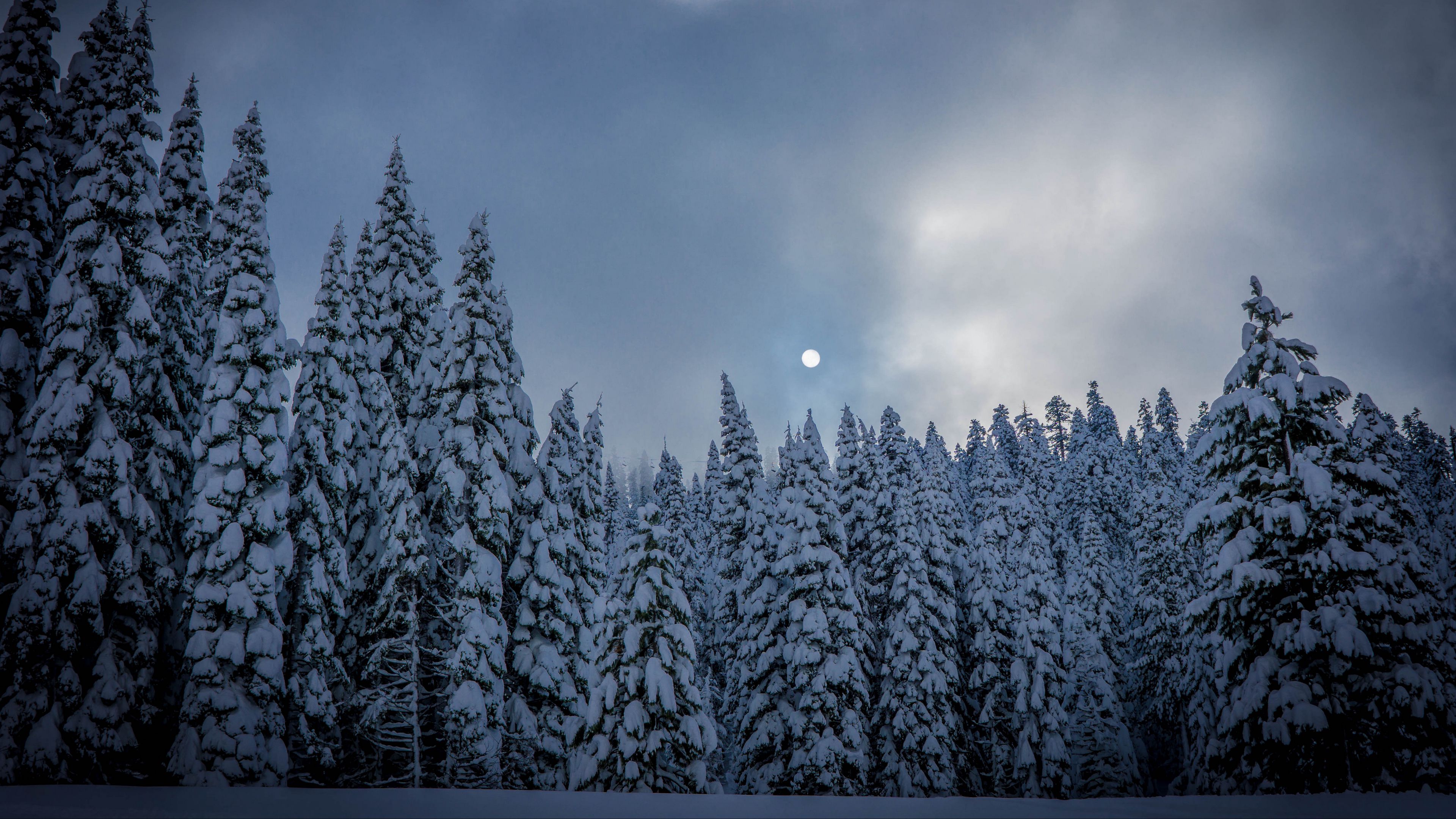 wallpaper 3840x2160 winter, fir