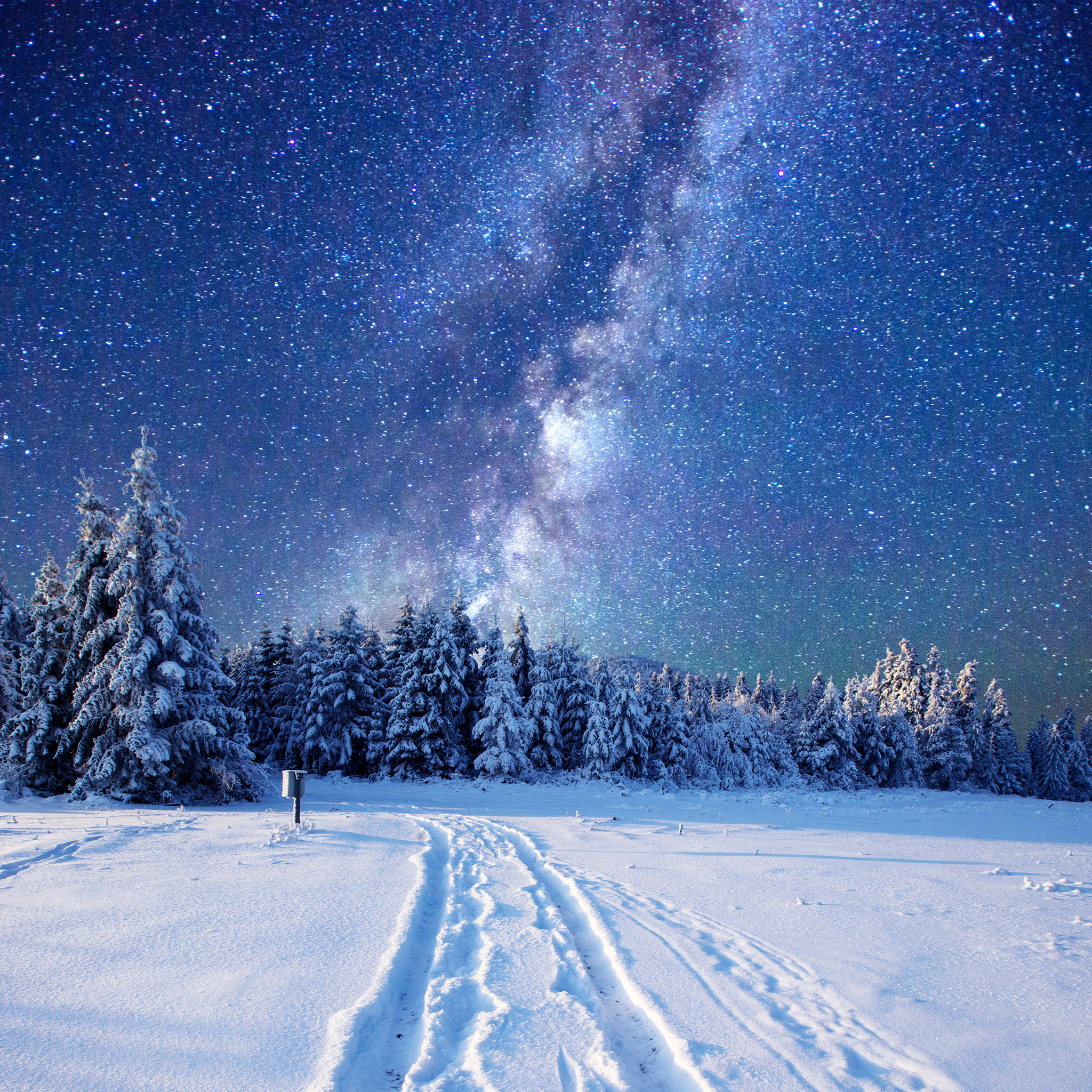 Starry Sky over Winter Forest