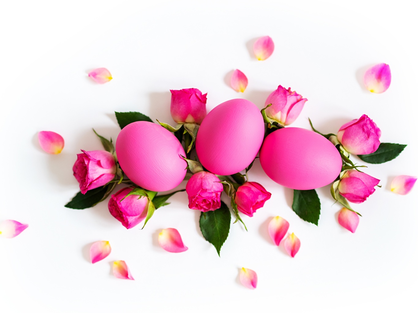 Wallpaper Easter egg Roses Pink color