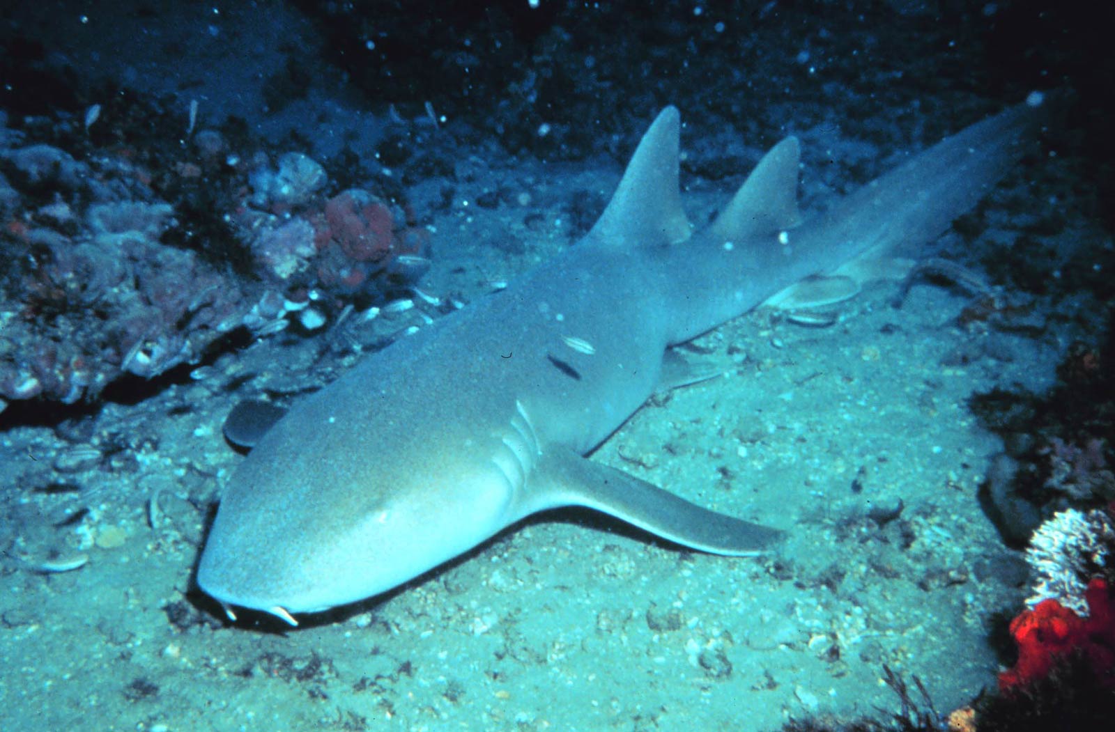 Nurse Shark Wallpaper and Background
