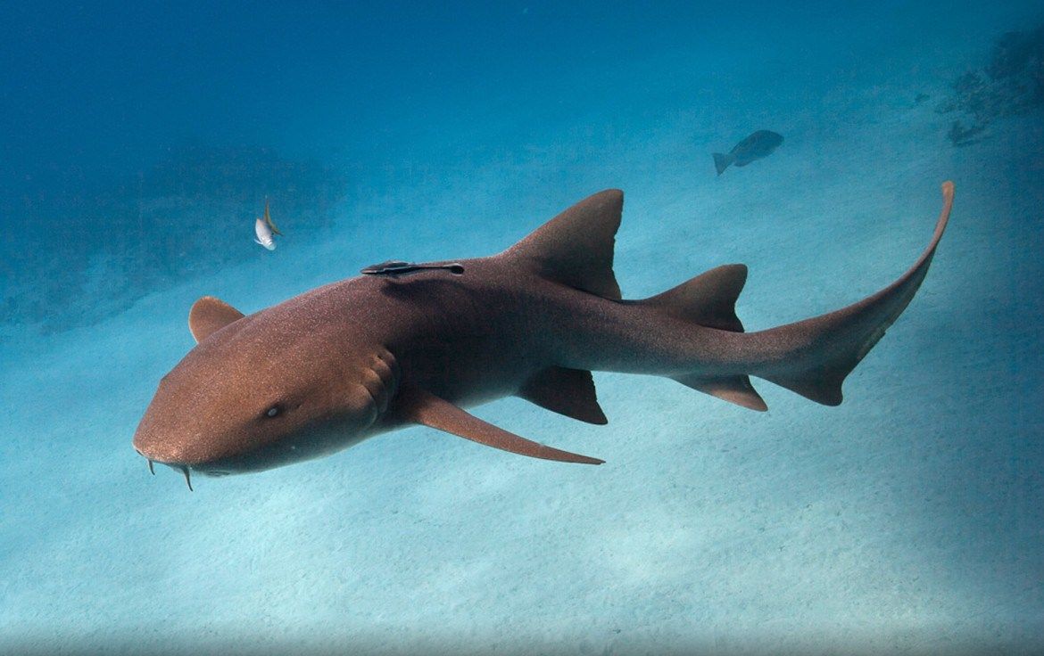 Encounter with a Nurse Shark