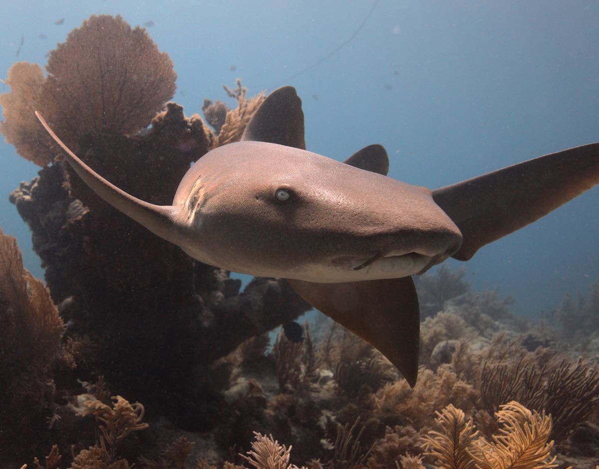 Wildlife Fact Sheets: Nurse Shark