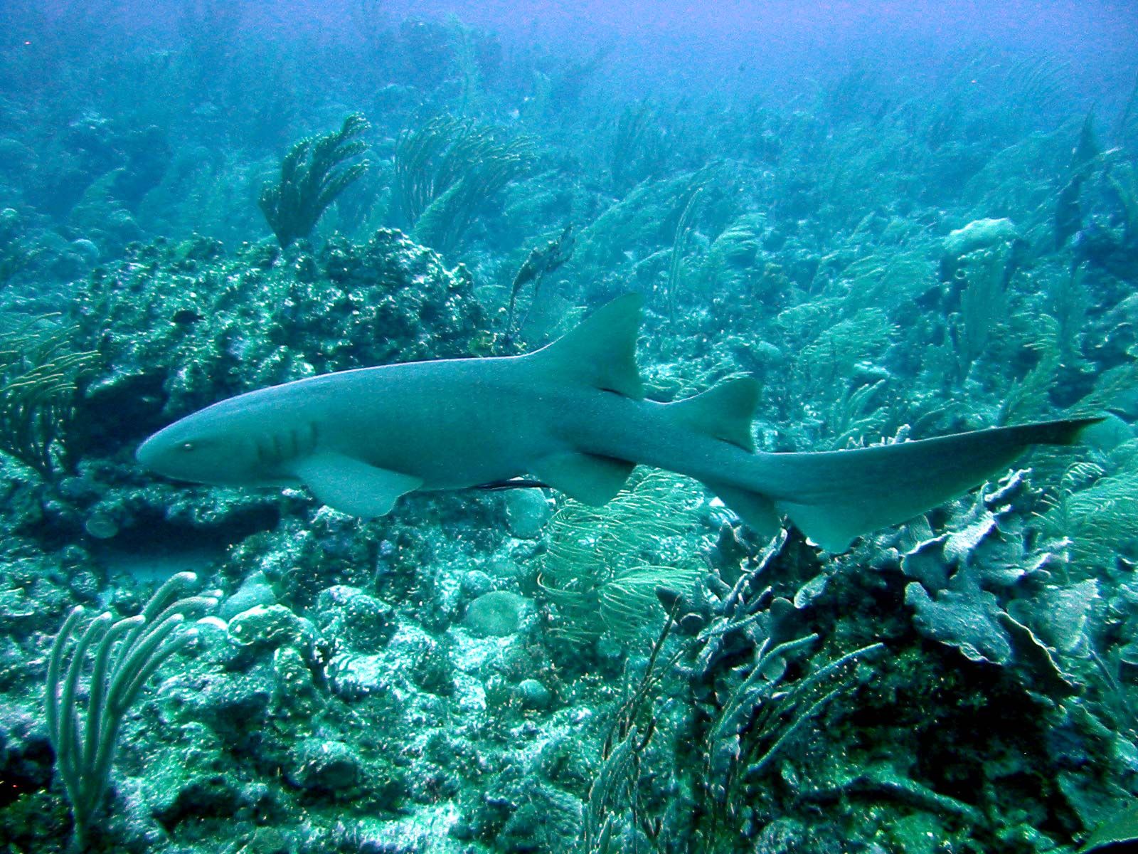 Nurse shark. Behavior, Habitat & Diet