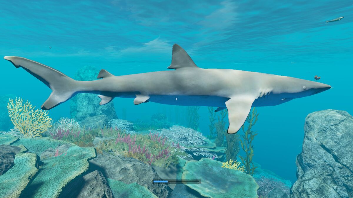 Grey Nurse Shark