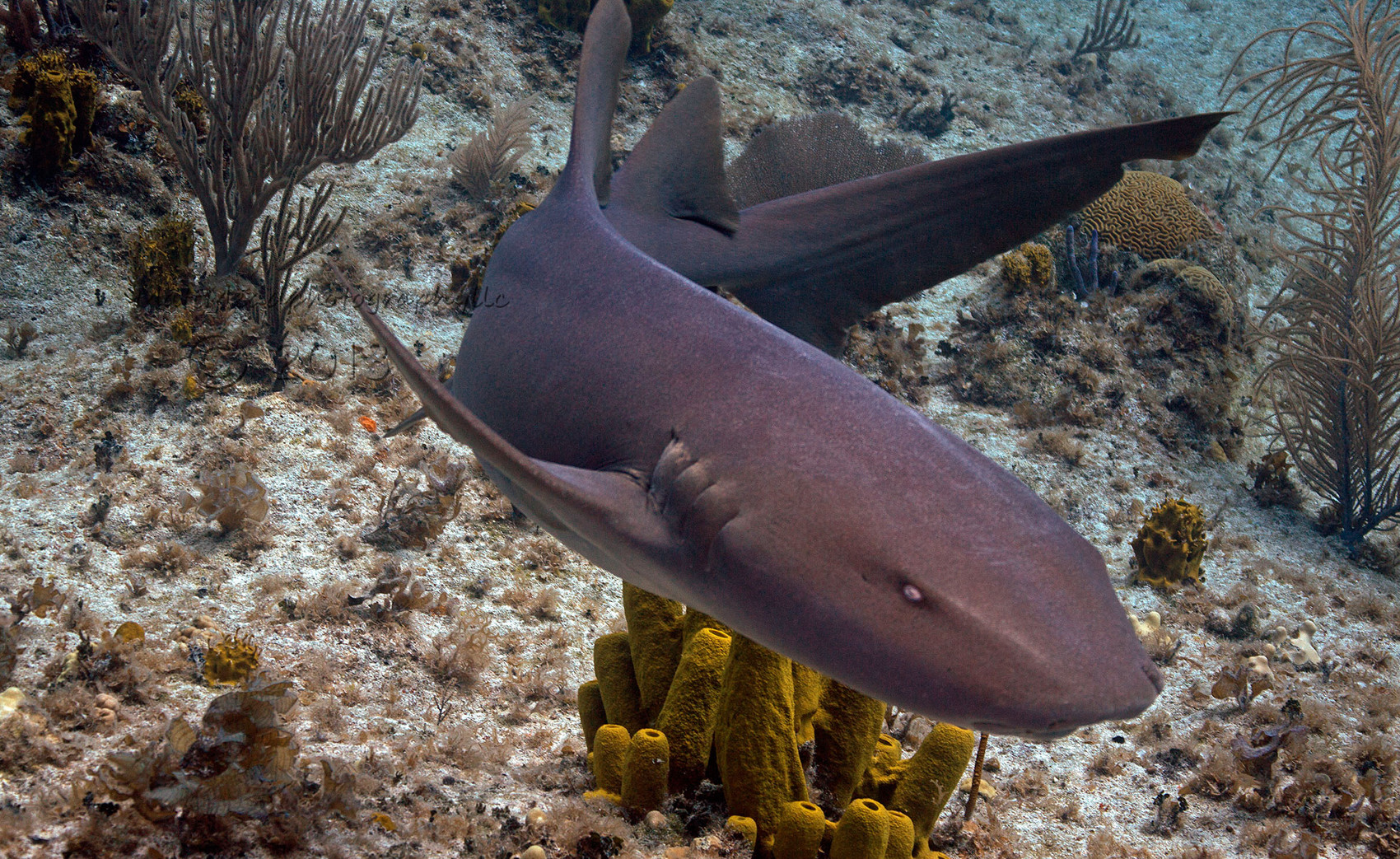 wallpaper. Cute Nurse shark picture