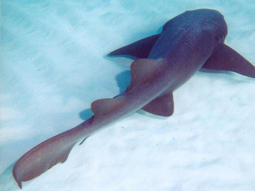 Free Nurse Shark Wallpaper download