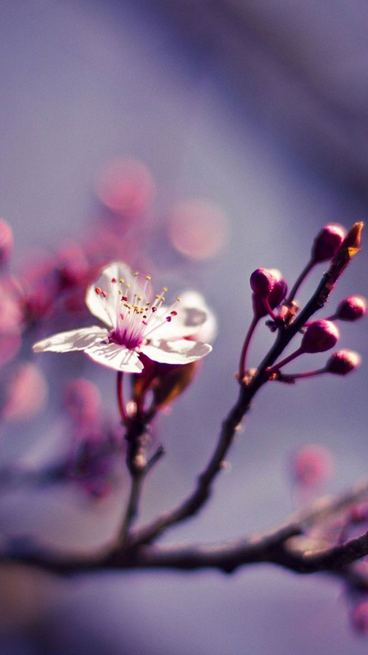 Cute Spring iPhone X Wallpaper HD