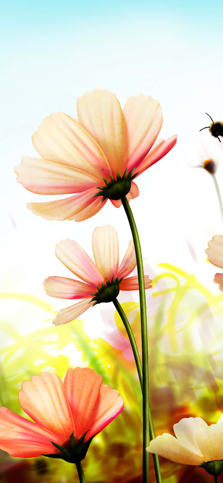 Spring Daisy iPhone Wallpaper