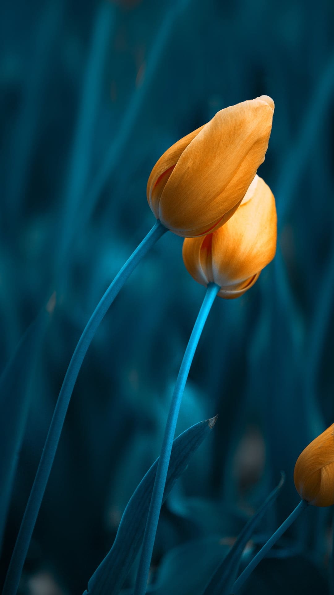 Spring Wallpaper Spring