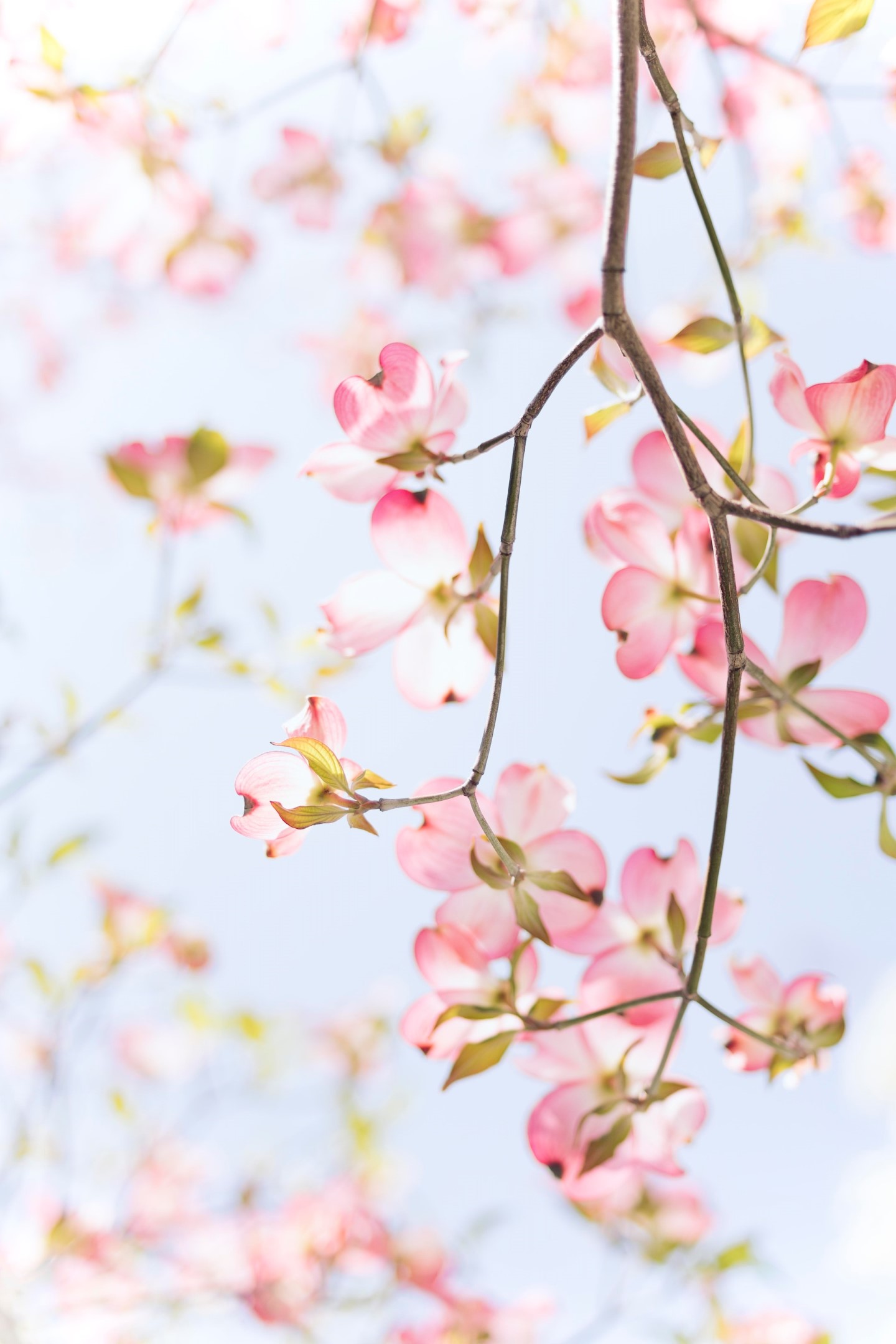 Spring Wallpaper Downloads For Your iPhone