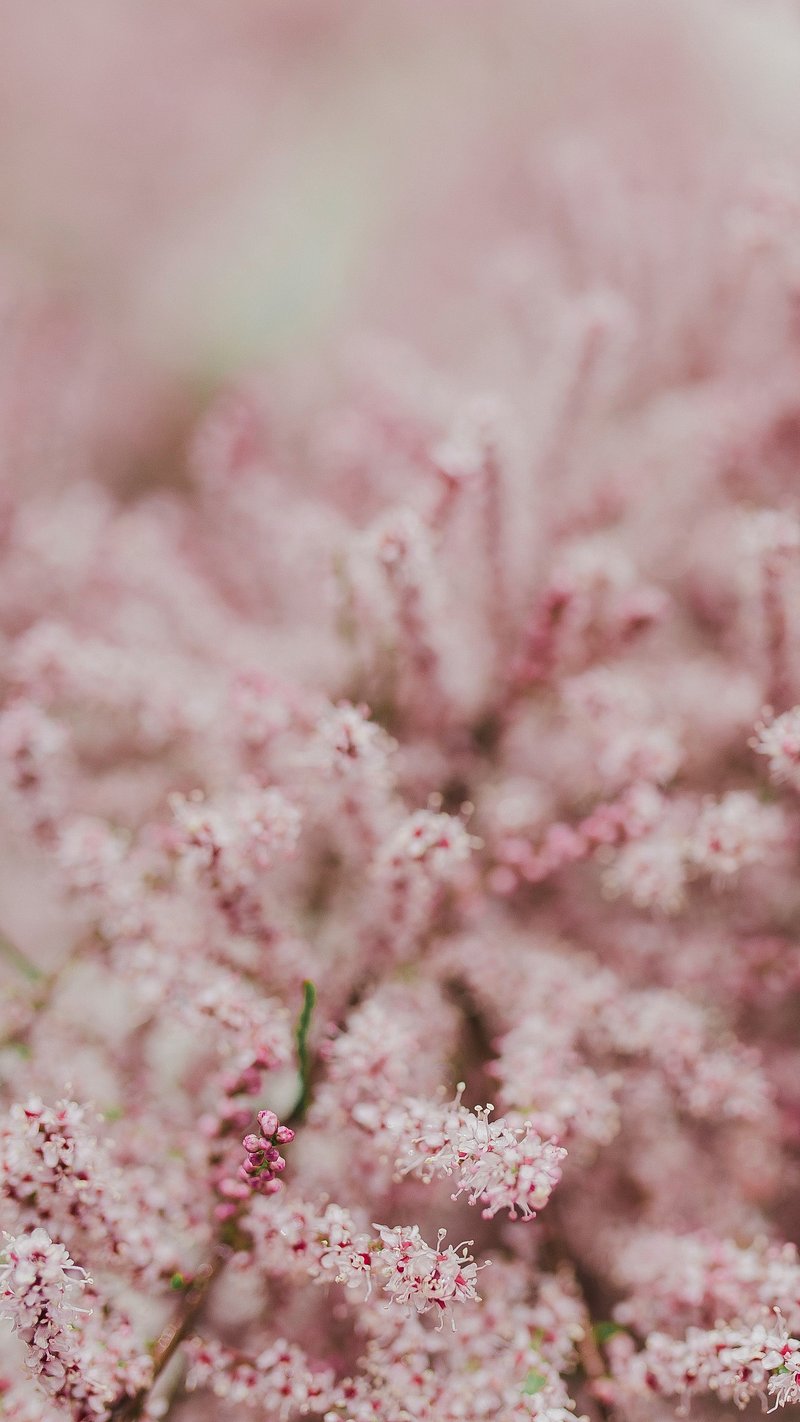 Spring iPhone Wallpaper. Free