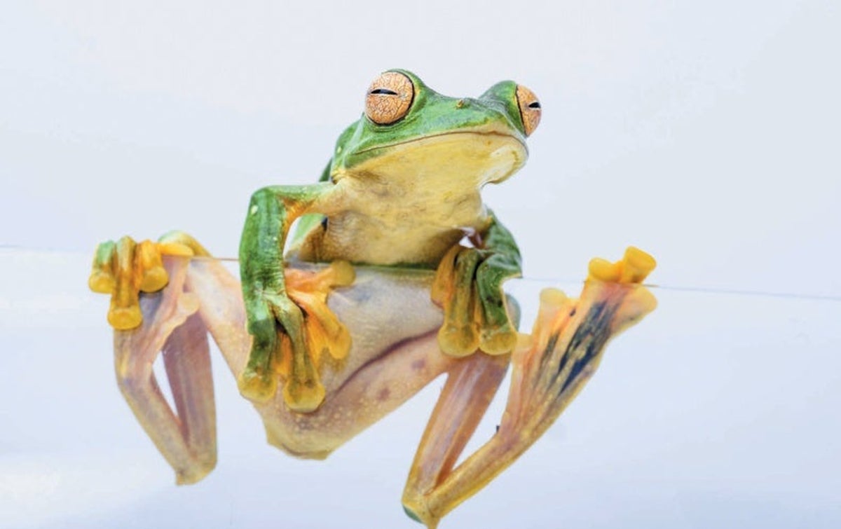 How Parachute Frogs Took to the Sky