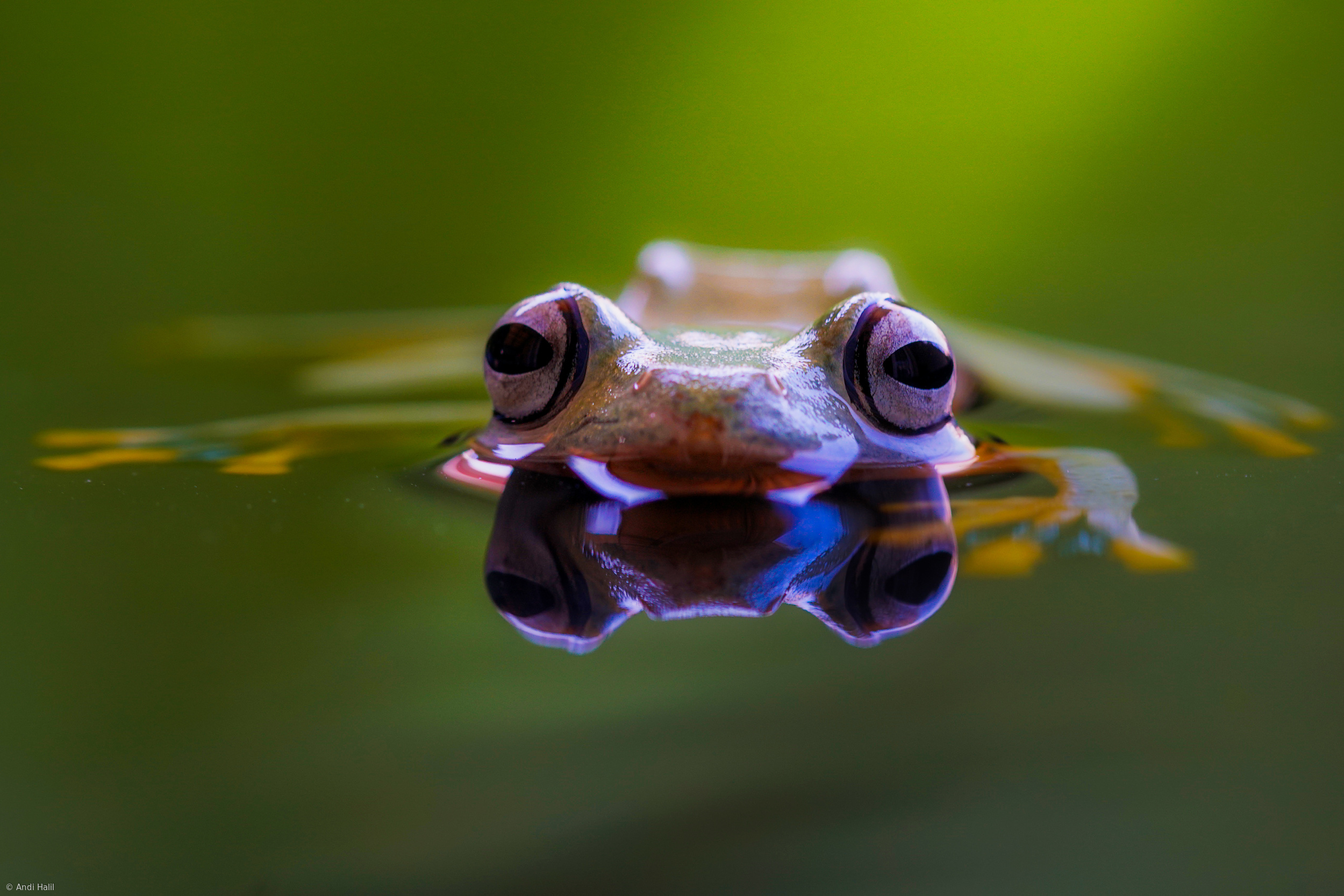 Wallace s Flying Frog Wallpapers Wallpaper Cave wallace-s-flying-frog-wallpapers-wallpaper-cave