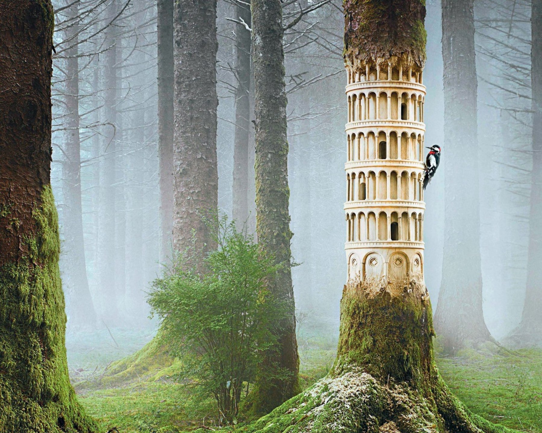 Artwork fantasy magical art forest tree