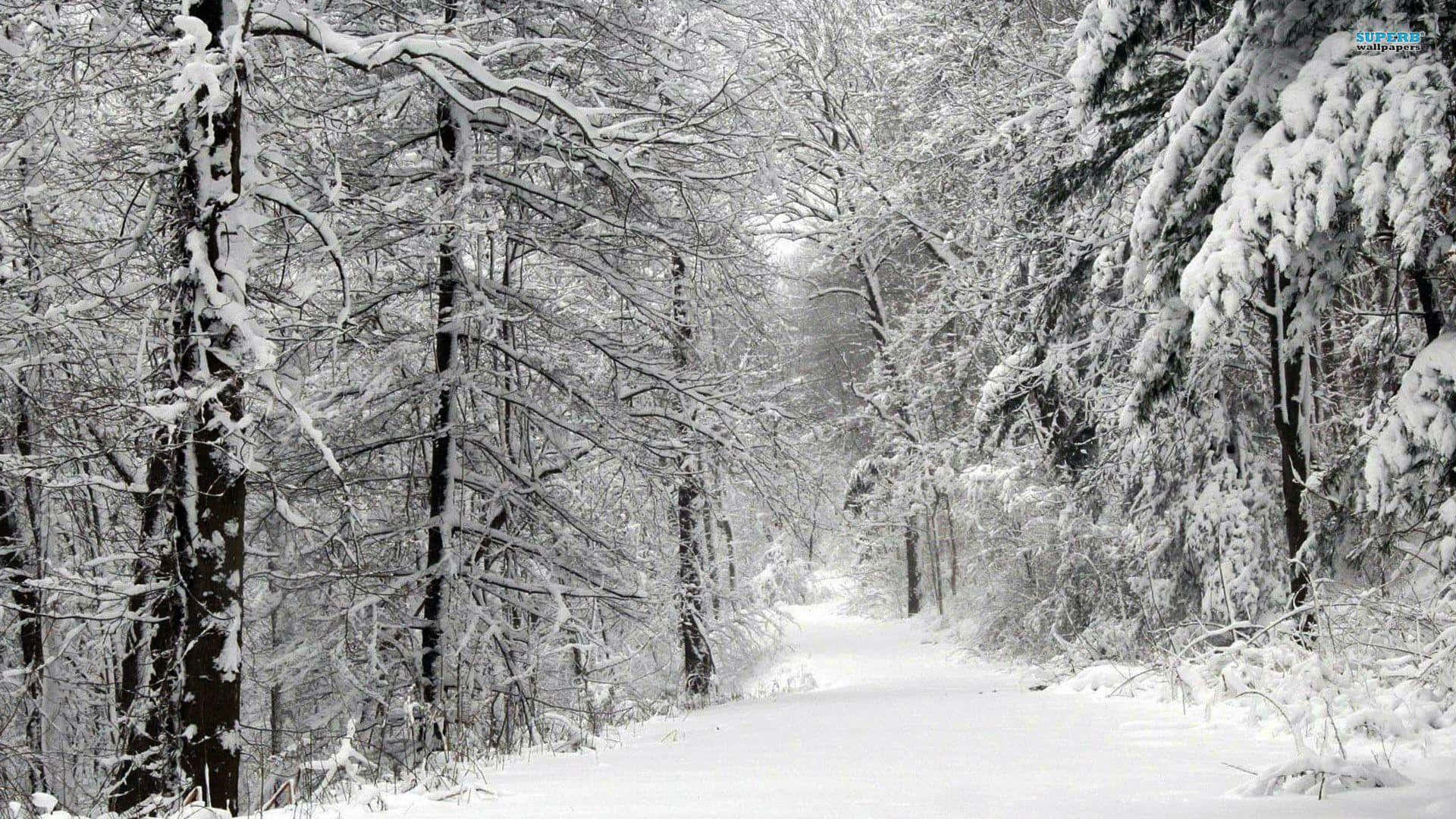 Download A pictureque snowy forest