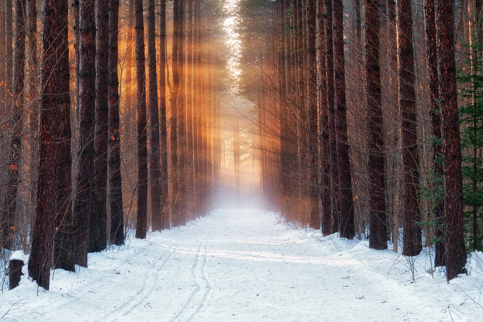 cold, winter, forest, snow, morning