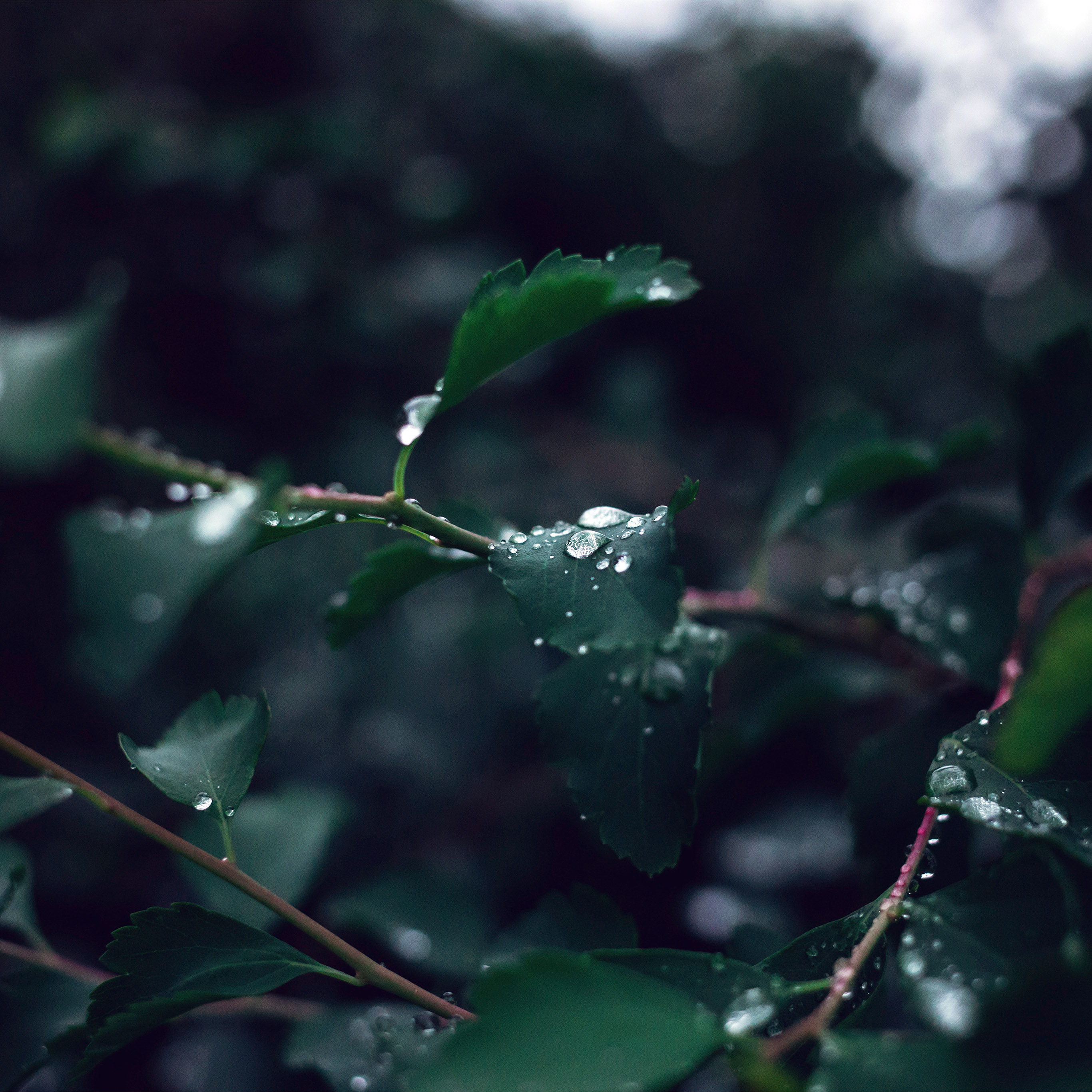 Leaf Water Rain Nature Green Dark