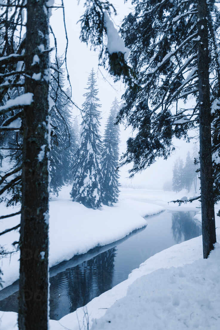 Snowy forest and river on a cold winter