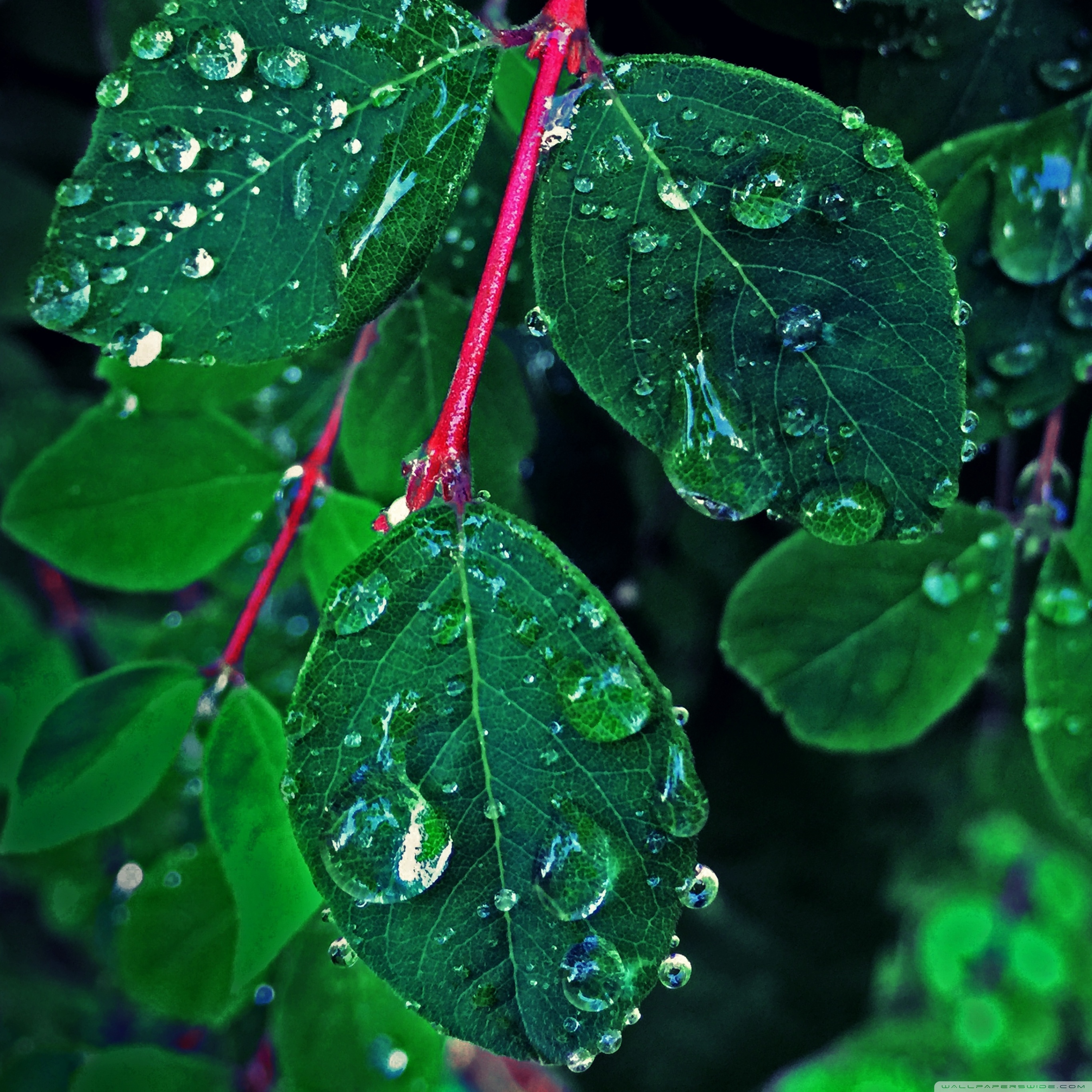 Spring with Rain