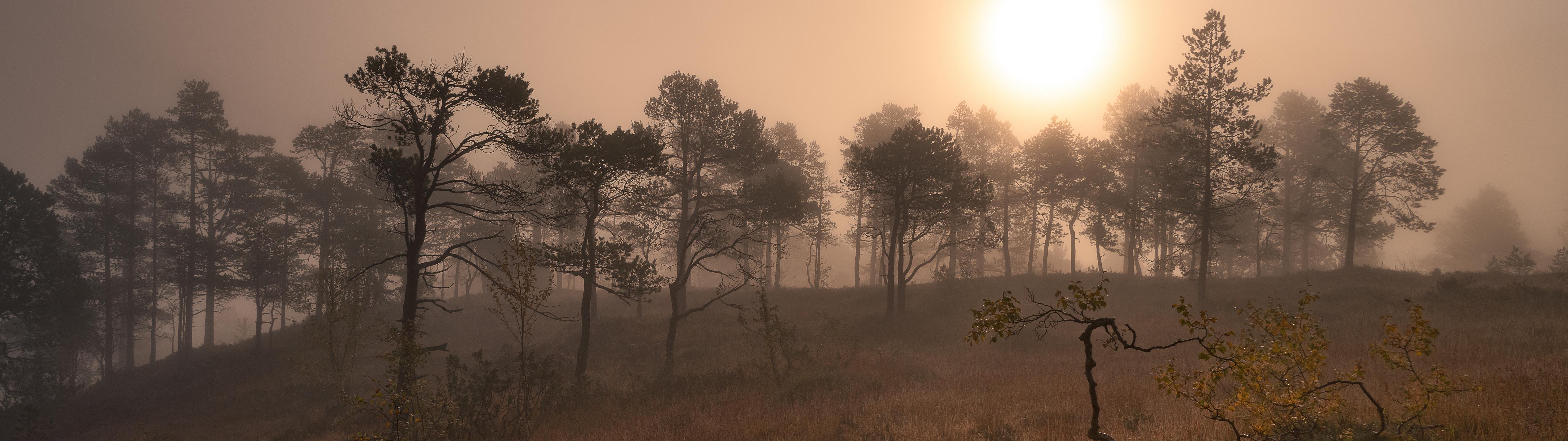 Woodland in Mist [5120x1440], r