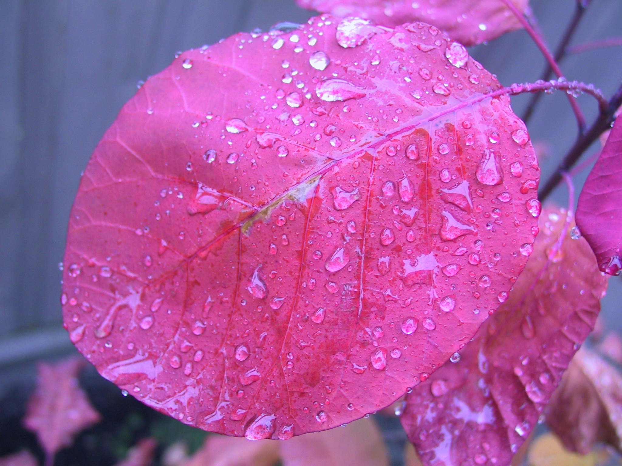 Rain on a smoke tree