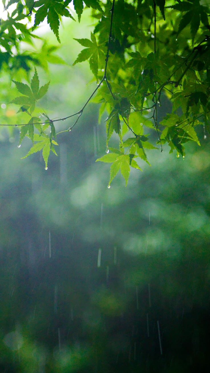 Spring Rain Leaves Wallpapers - Wallpaper Cave