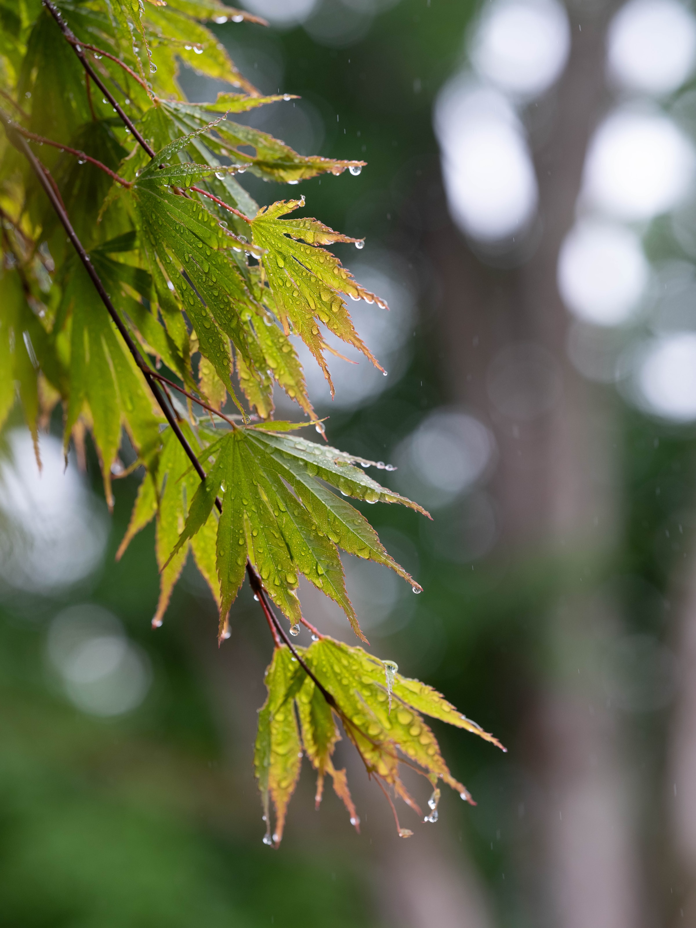 Mobile wallpaper: Rain, Macro, Leaves